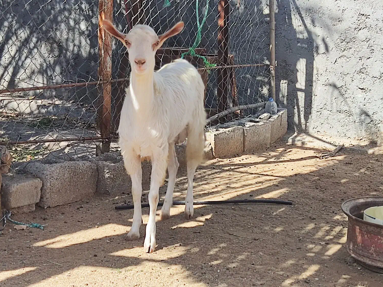 نری جوان|حیوانات مزرعه|تخت, |دیوار