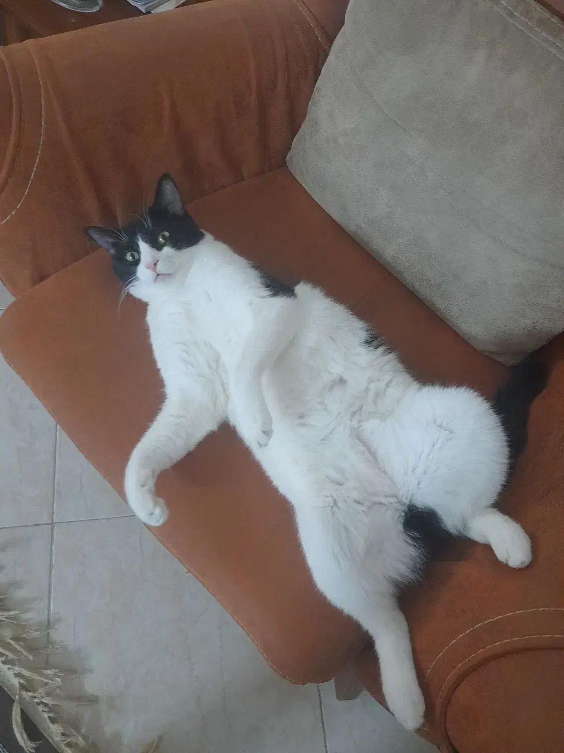 میلو خوشکل و ناز|گربه|شاهرود, |دیوار