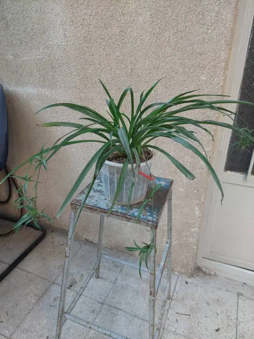 گندمی|گل و گیاه طبیعی|تهران, شهید رجایی|دیوار