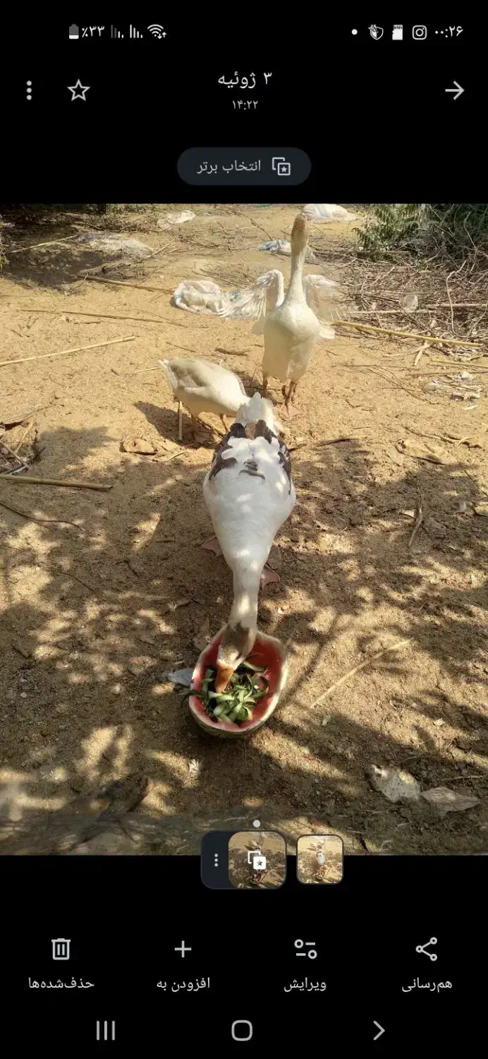 غازوقوغاز|حیوانات مزرعه|کلاله, |دیوار