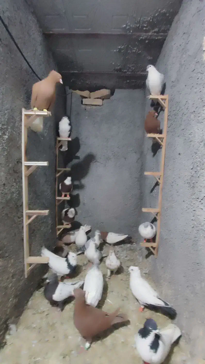 19 کفتر بوم فروشی|پرنده|ملک‌آباد, |دیوار