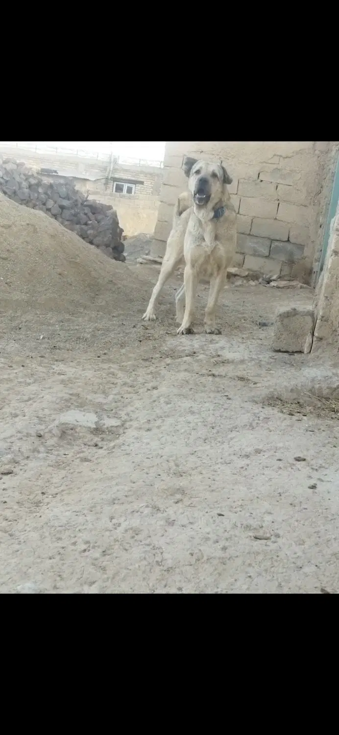 سگ پژدر|سگ|بیجار, |دیوار