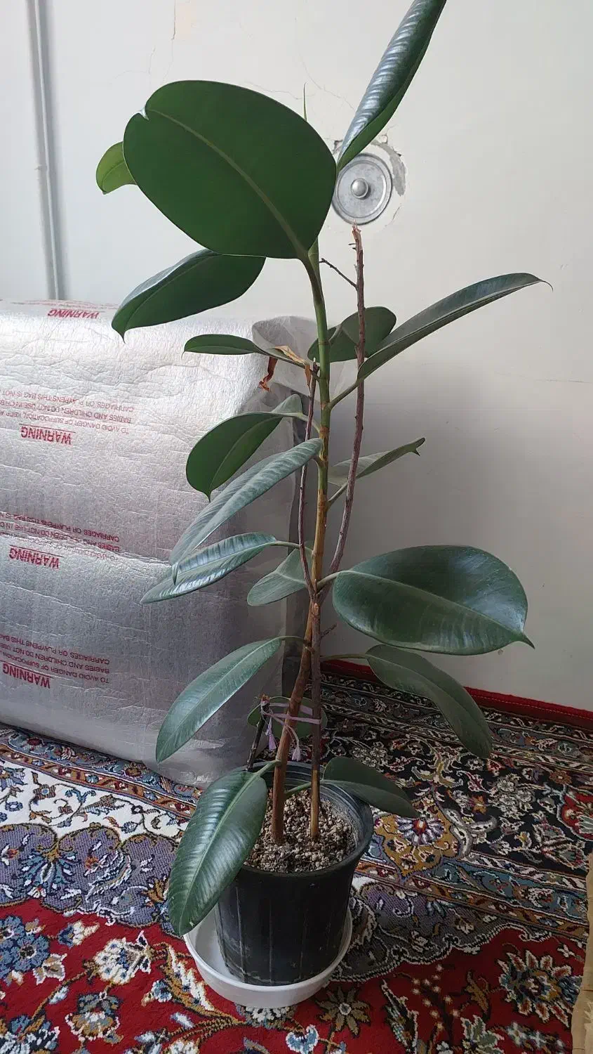 گل بنجامین.سانسوریا.فیلتوس.دیفن.ادرس گلبهار|گل و گیاه طبیعی|گلبهار, شهر جدید گلبهار|دیوار