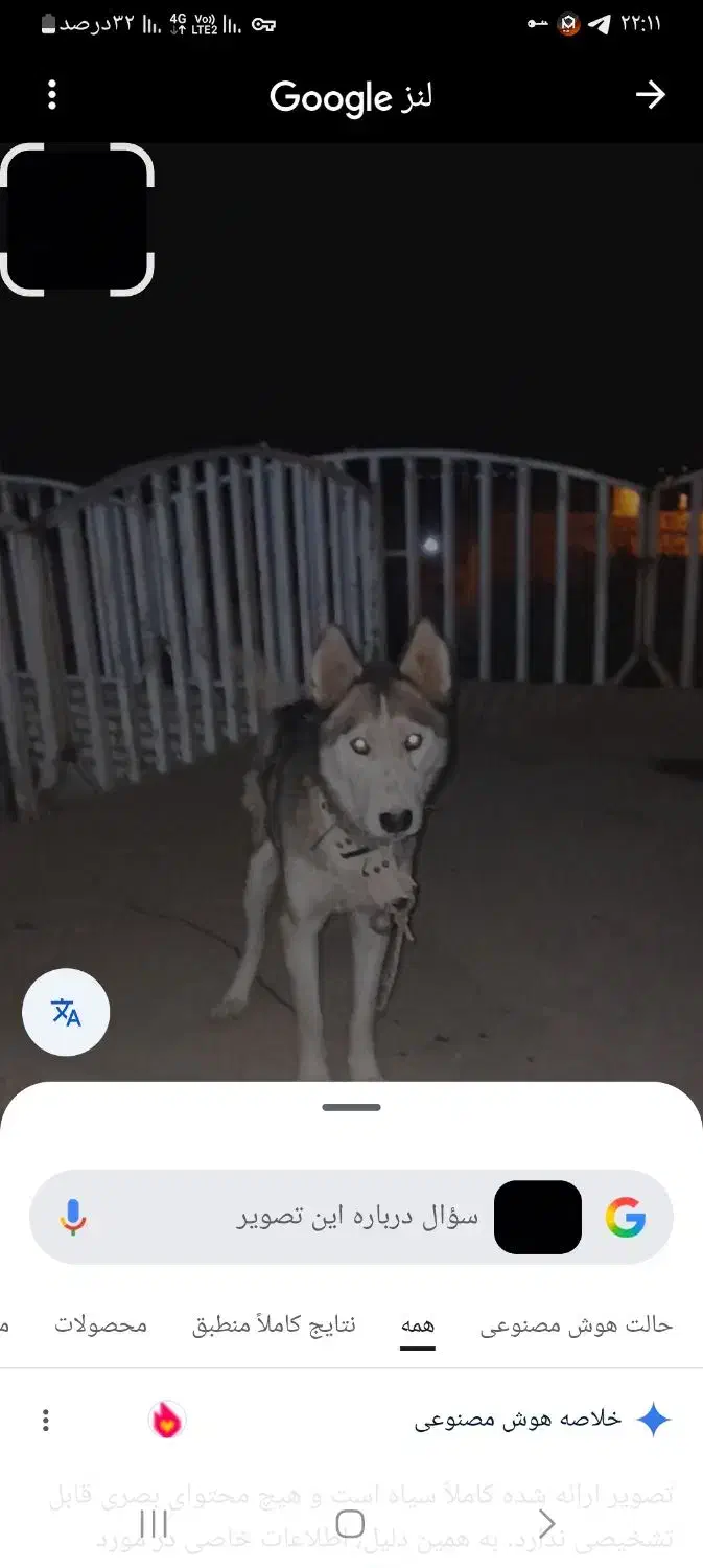 سگ هاسکی نژاد اصیل سیبری واگزاریم|سگ|مشهد, الهیه|دیوار