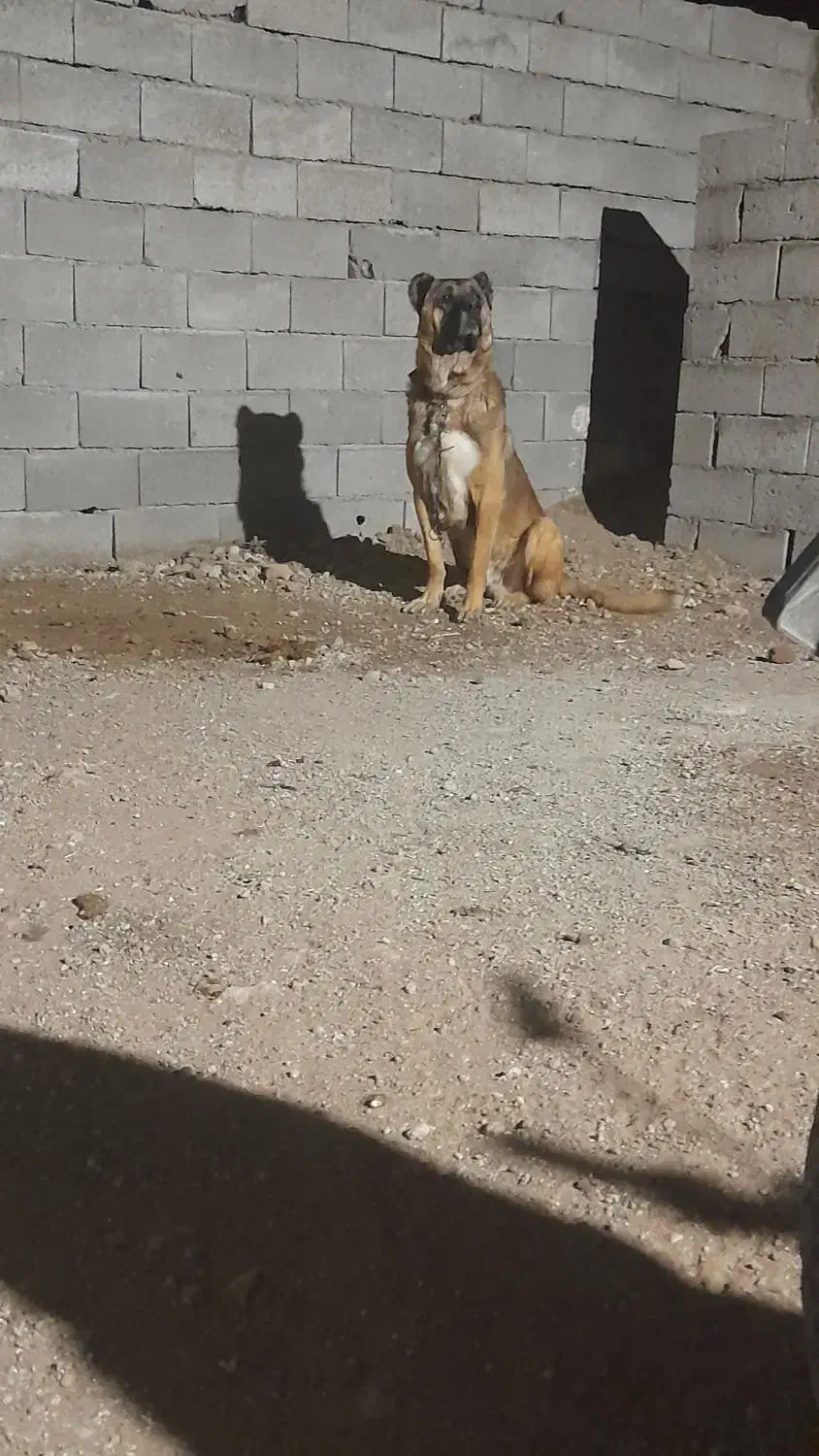 سک سرابی|سگ|اردبیل, |دیوار