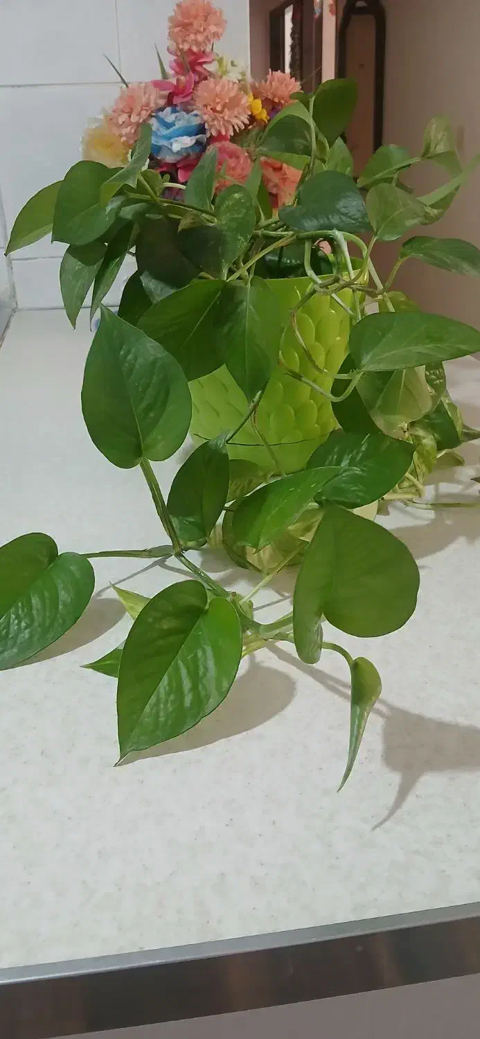 گل پتوس ۴۰۰هزارباگلدان|گل و گیاه طبیعی|پیشوا, |دیوار