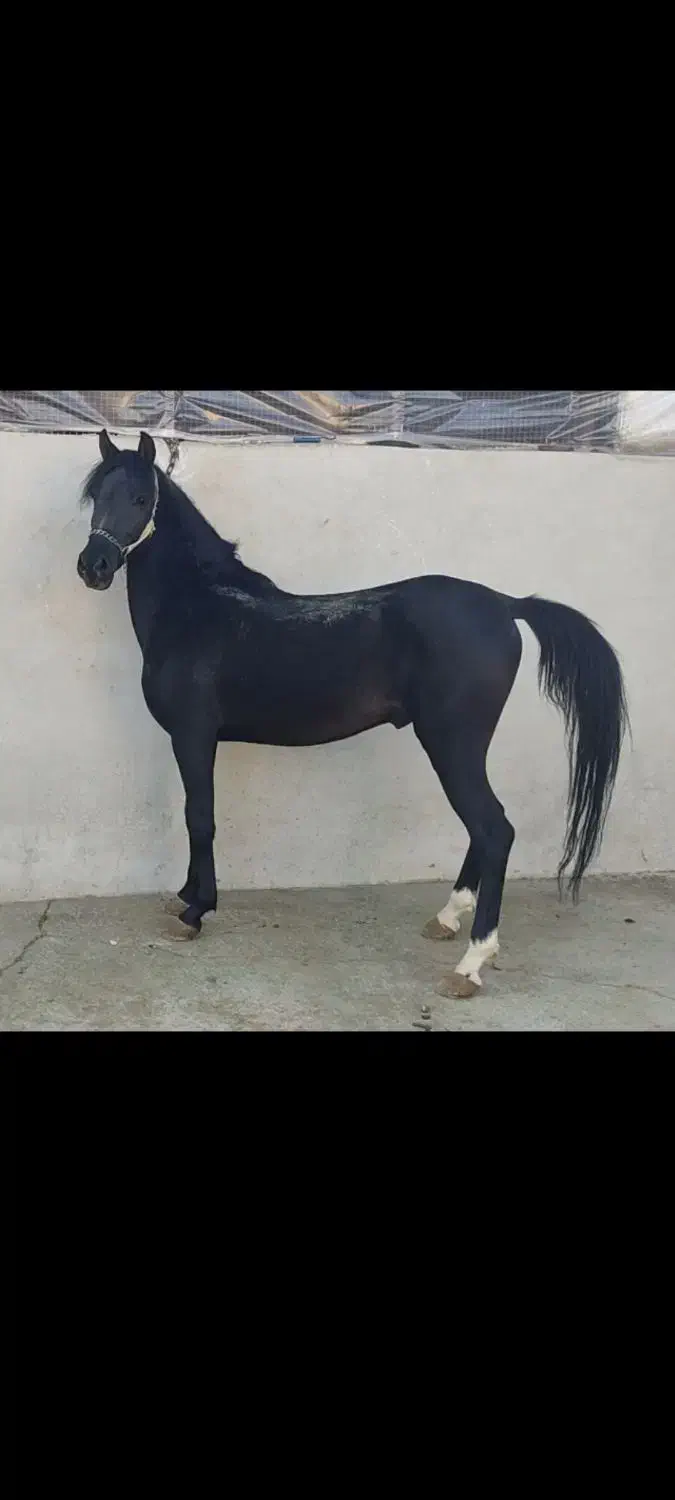 اسب نریان مشکی|اسب و تجهیزات اسبسواری|صحنه, |دیوار