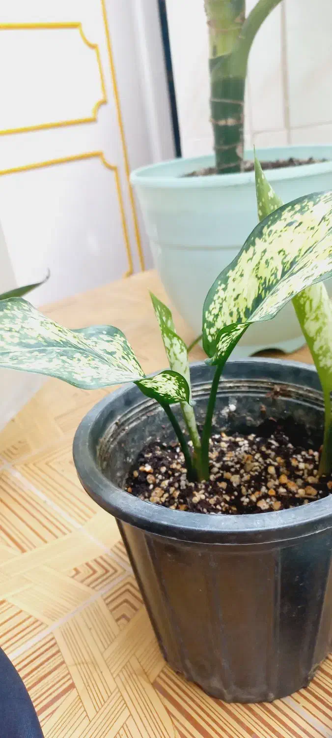 گل آگلونما .پاجوش|گل و گیاه طبیعی|زابل, |دیوار