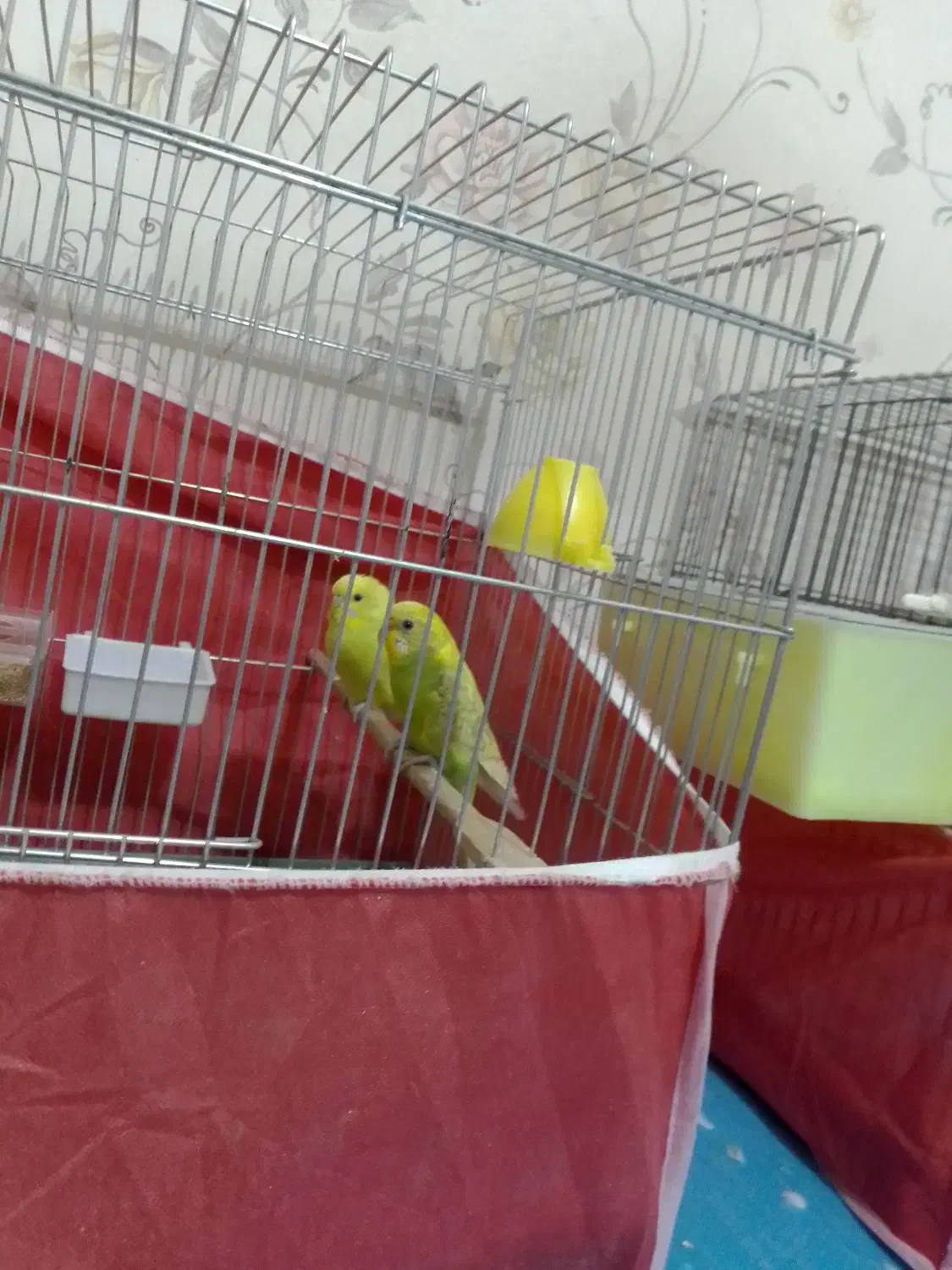 مرغ عشق ریمبو یا اسپانگل|پرنده|زرقان, |دیوار