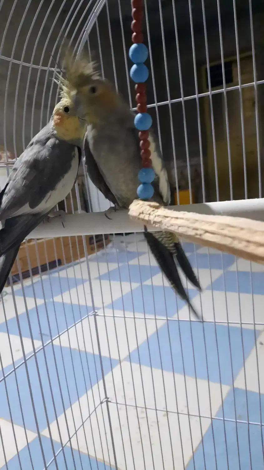 فروش یک جفت عروس هلندی سخنگو|پرنده|زهک, |دیوار