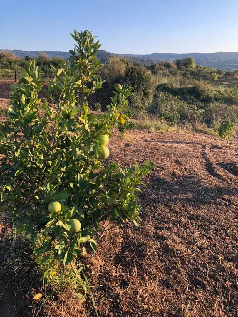 فروش باغ مرکبات|فروش زمین و ملک کلنگی|قائمشهر, |دیوار