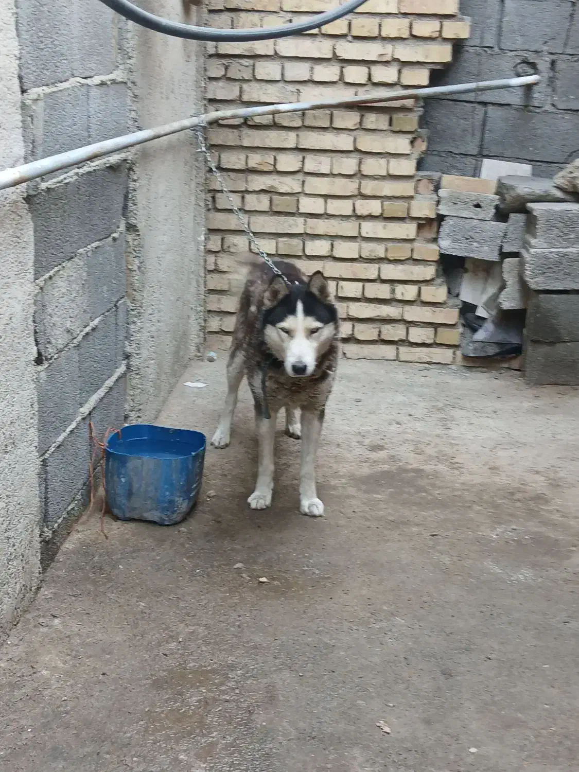 سگ هاسکی|سگ|رباط‌کریم, کاظم‌آباد|دیوار