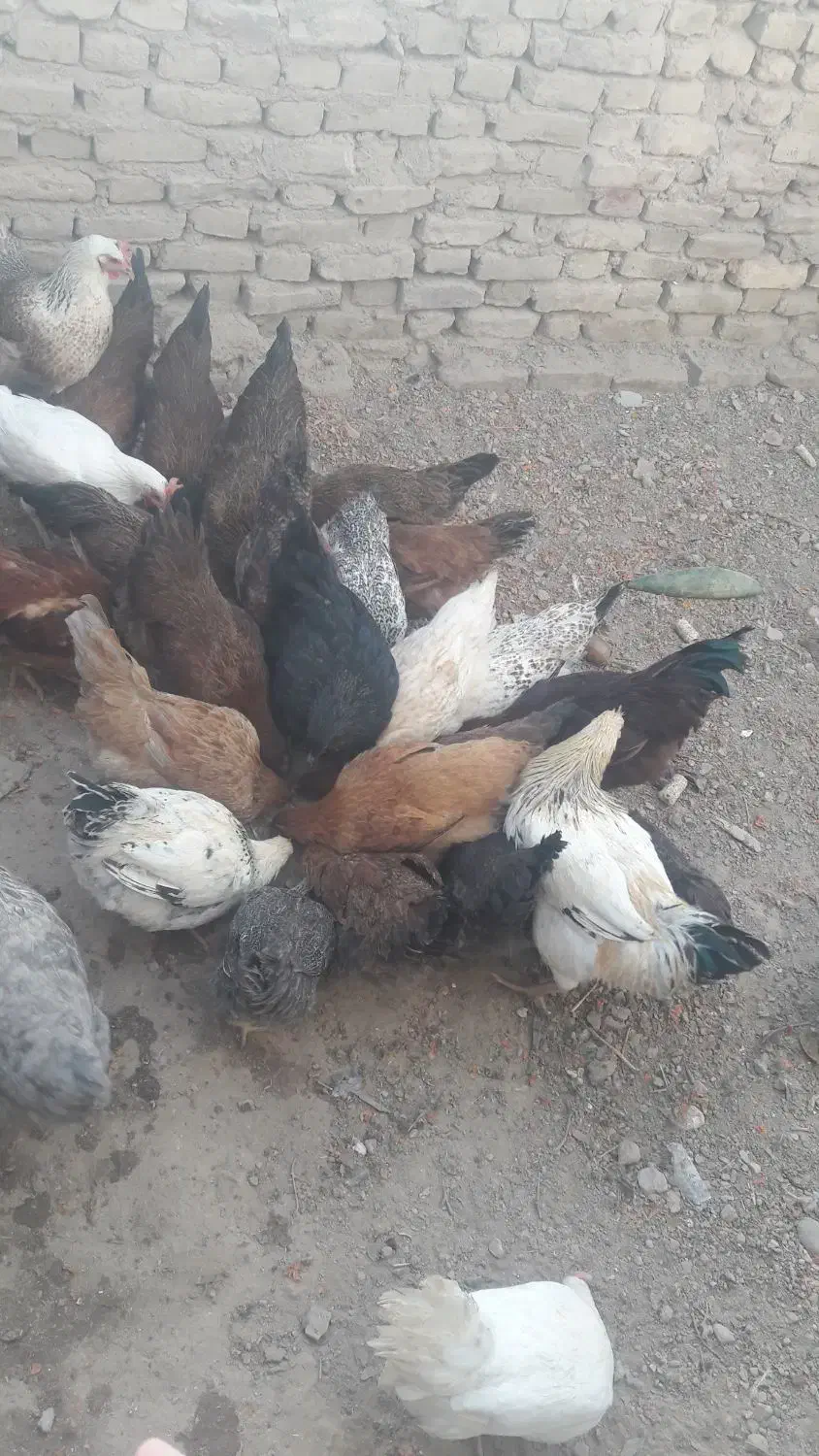 مرغ جوانه محلی تخم گزار|حیوانات مزرعه|جوین, |دیوار