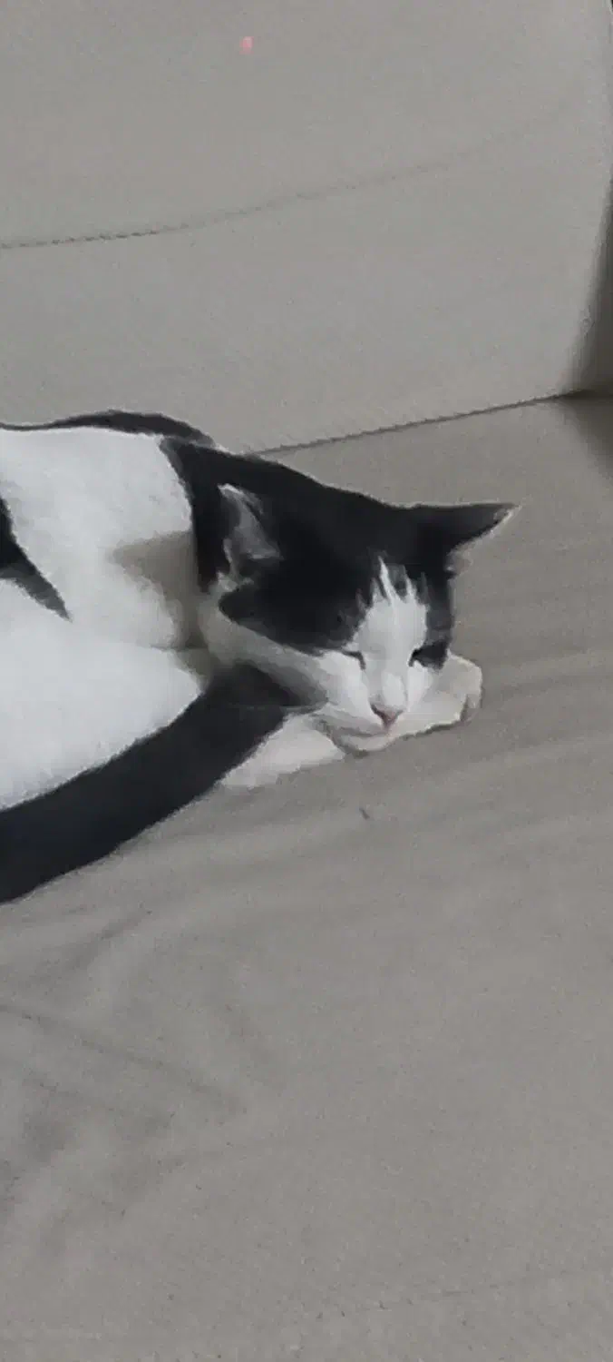 فروشی فاز ۱|گربه|ایلام, |دیوار