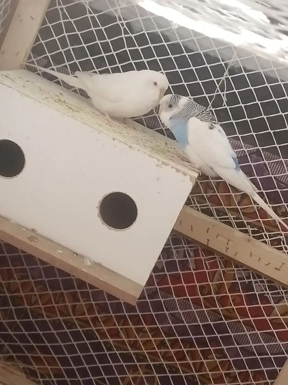 مرغ عشق|پرنده|سراب, |دیوار