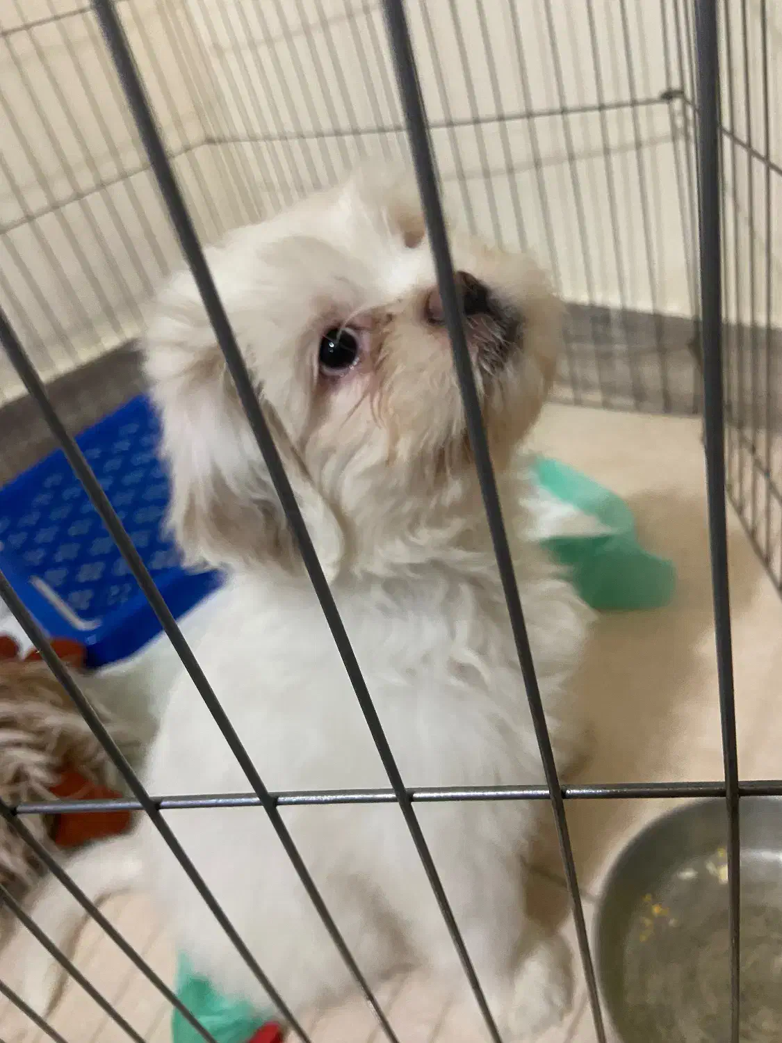 سگ شیتزو فعلت|سگ|رشت, رشتیان|دیوار