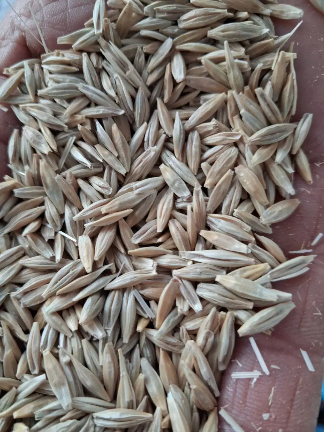 جو دیمی|عمده‌فروشی|فیروزآباد (لرستان), |دیوار