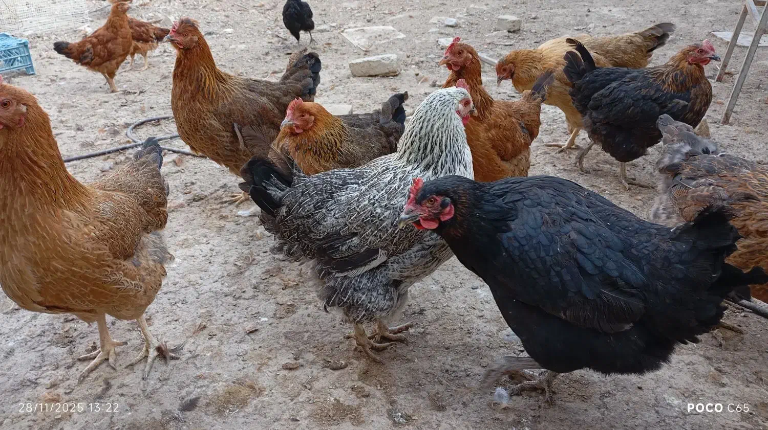 مرغ محلی جوان تخم گذار|حیوانات مزرعه|شیروان (خراسان), |دیوار