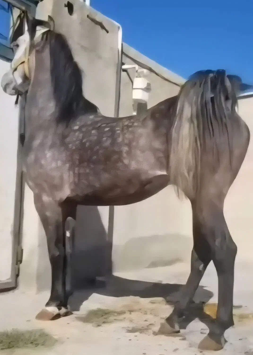 اسب|اسب و تجهیزات اسب‌سواری|همدان, |دیوار