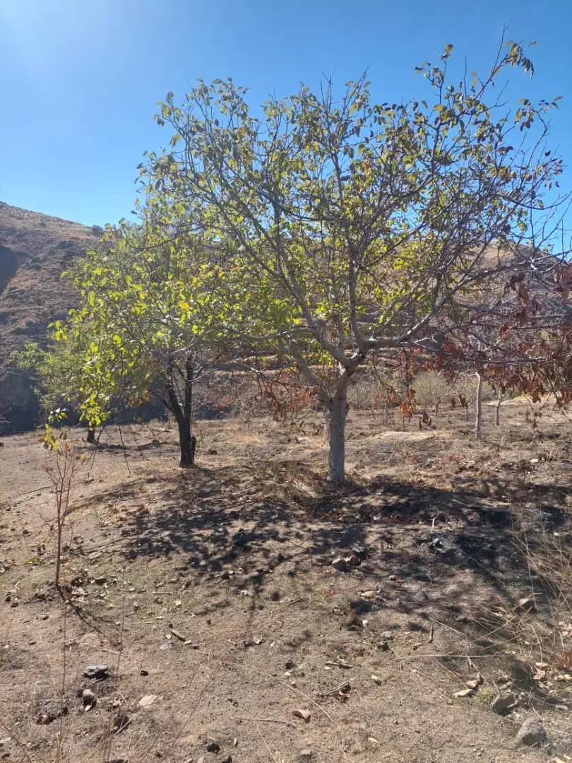 زمین کشاورزی قزوین|فروش زمین و ملک کلنگی|کوهین, |دیوار