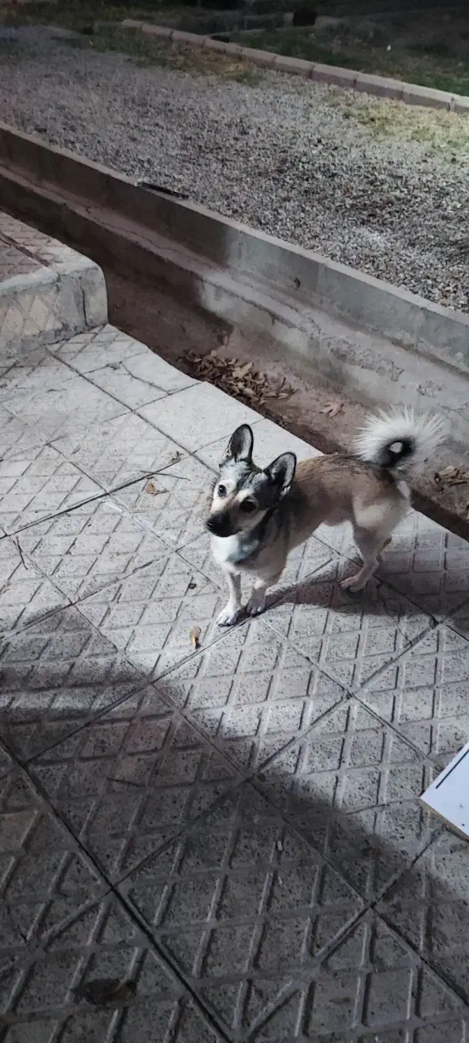 گمشده در شهرک ناز|حیوانات|فردیس, شهرک ناز|دیوار