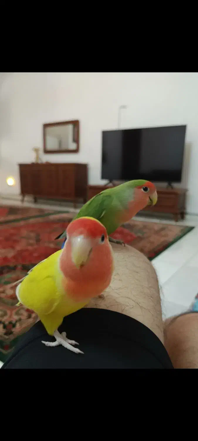 یک جفت طوطی برزیلی|پرنده|قدس, شهر‌قدس|دیوار