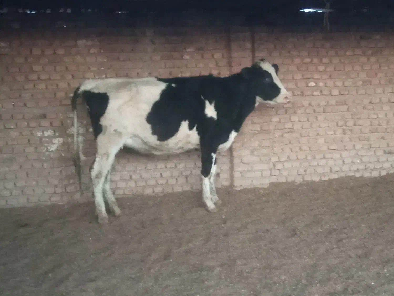 گوساله و تلیسه آبستن گاو|حیوانات مزرعه|پائین جام, |دیوار