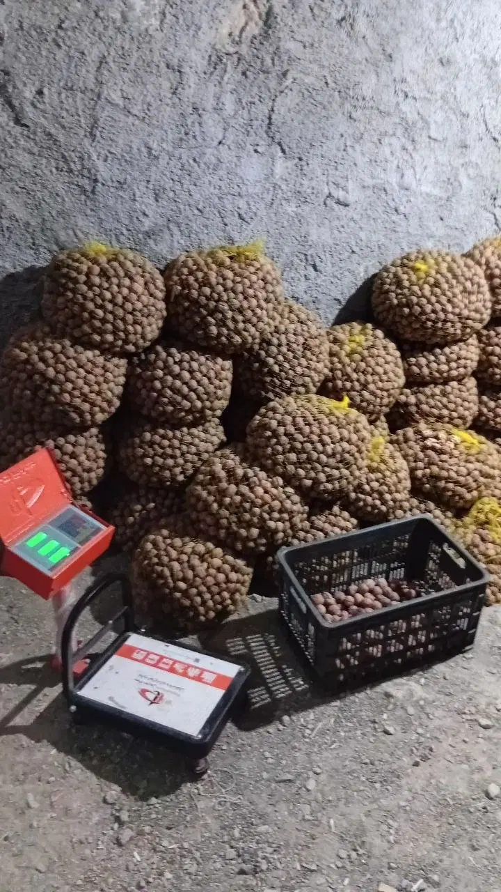 گردو|خوردنی و آشامیدنی|سروآباد, |دیوار