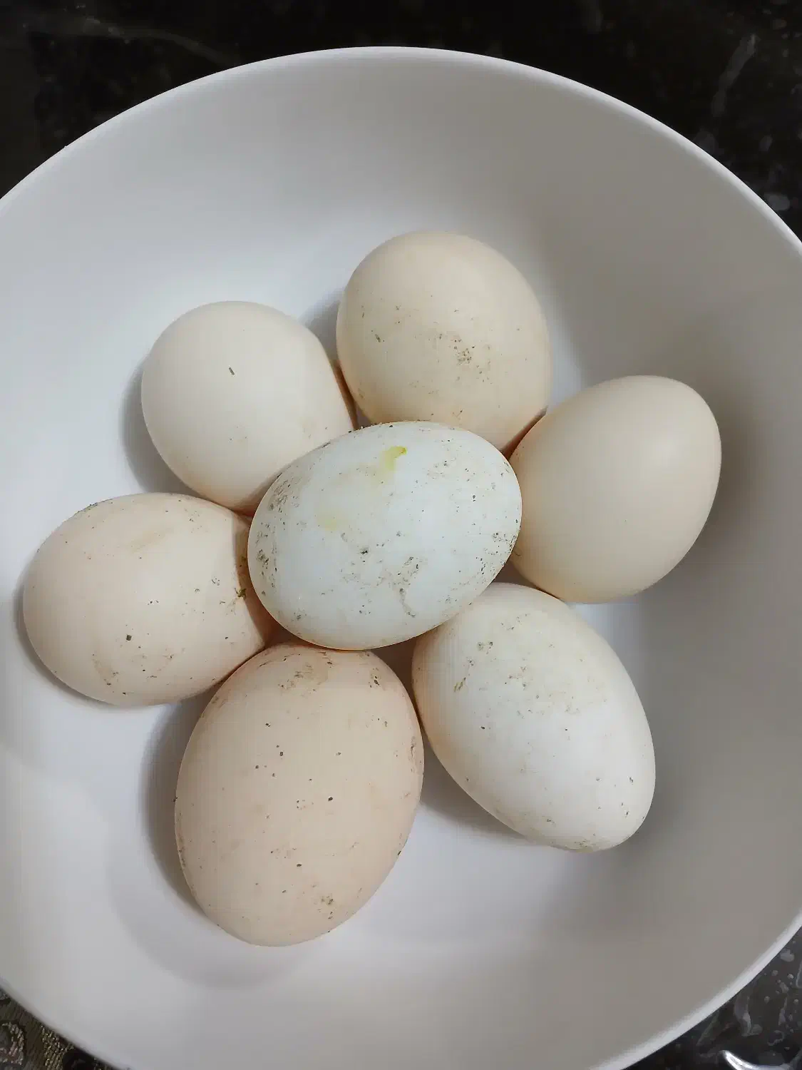 تخم گلین نطفه دار|حیوانات مزرعه|مشگین شهر, |دیوار