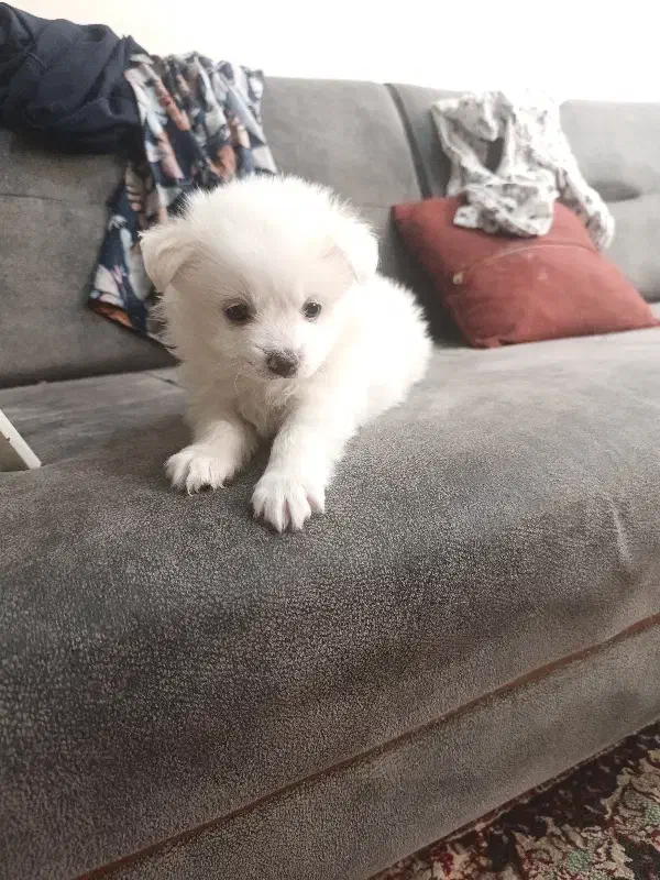 سگ پامر دو ماهه|سگ|تهران, دانشگاه شریف|دیوار