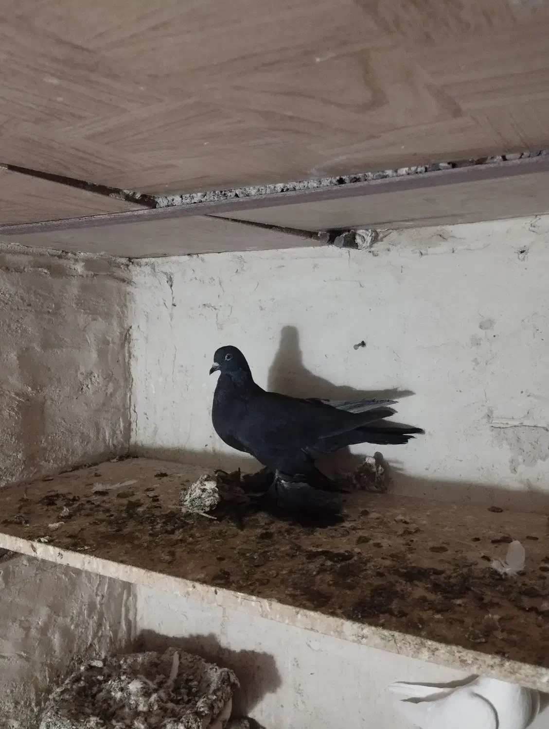 کبوتر|پرنده|بستان آباد, |دیوار