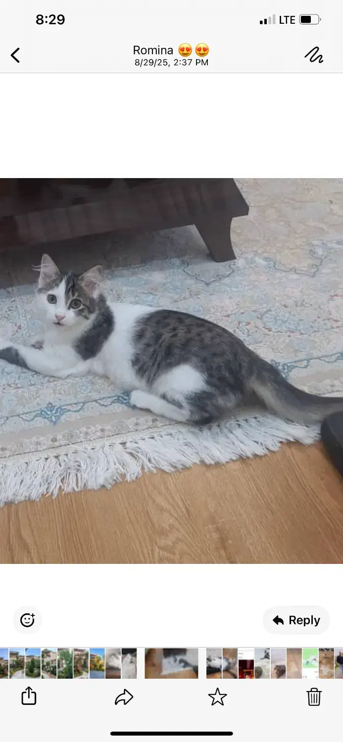 گربه واگذاری|گربه|فردیس, خیام شرقی|دیوار