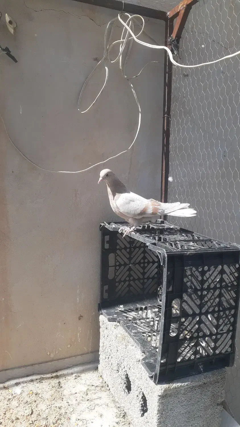 گمشده|حیوانات|اصفهان, بهارستان|دیوار