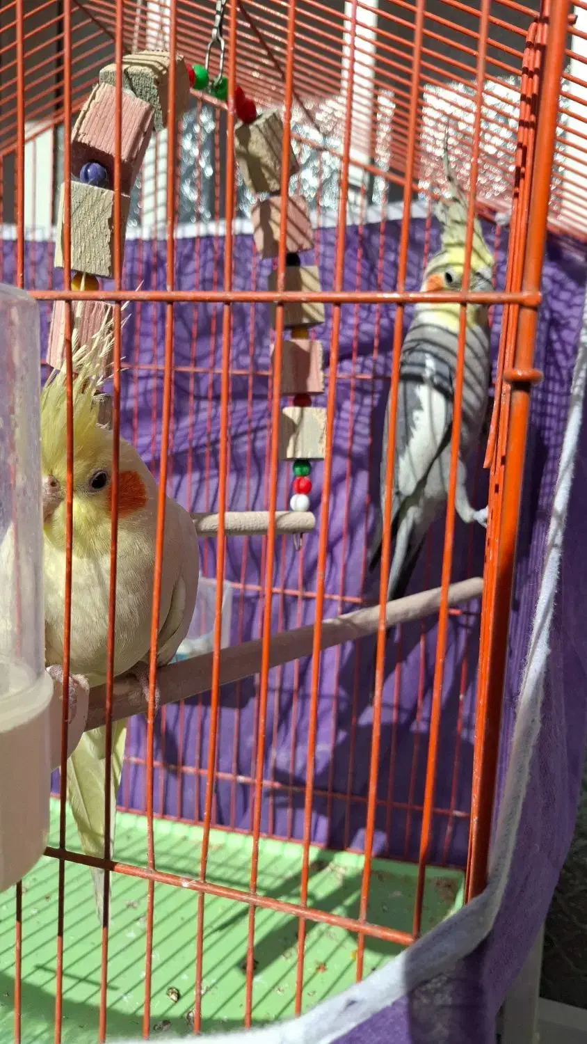 یک جفت عروس بالغ|پرنده|سبزوار, فرهنگیان|دیوار