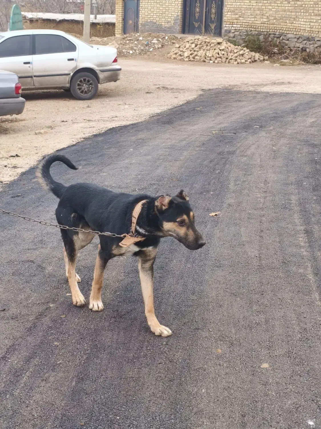 توله یه ساله افغانی|سگ|بهار, |دیوار