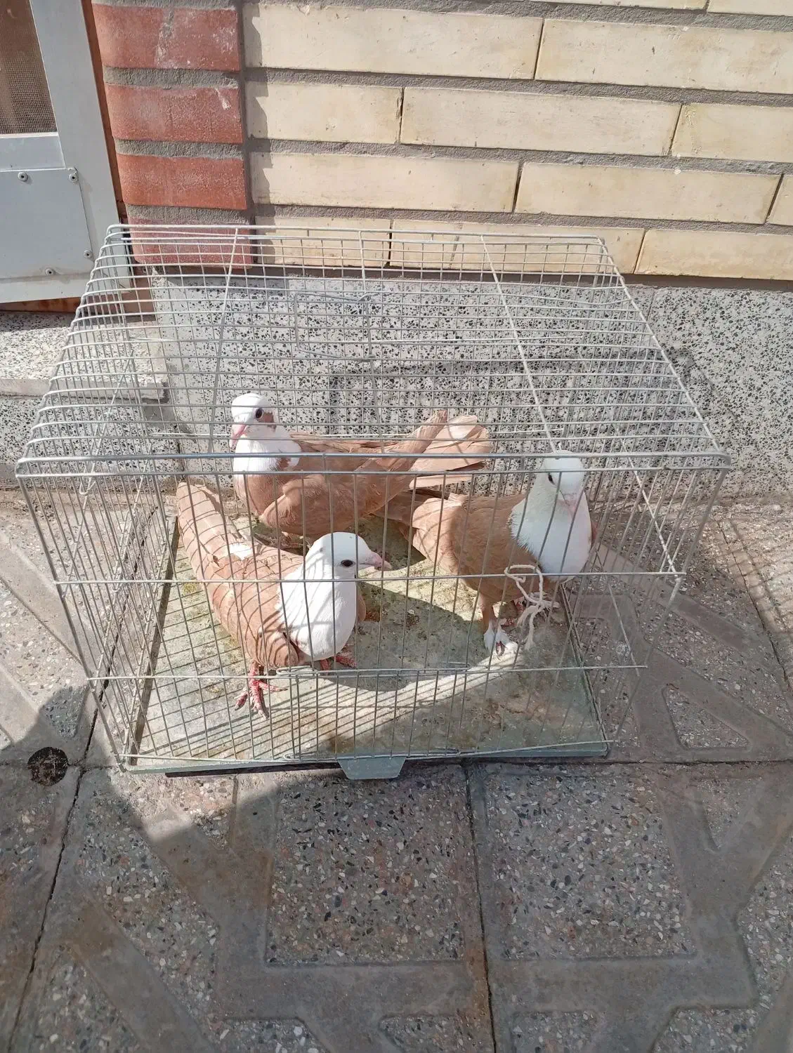 سه تا سرسفید جنگ نر برافروش|پرنده|راور, |دیوار