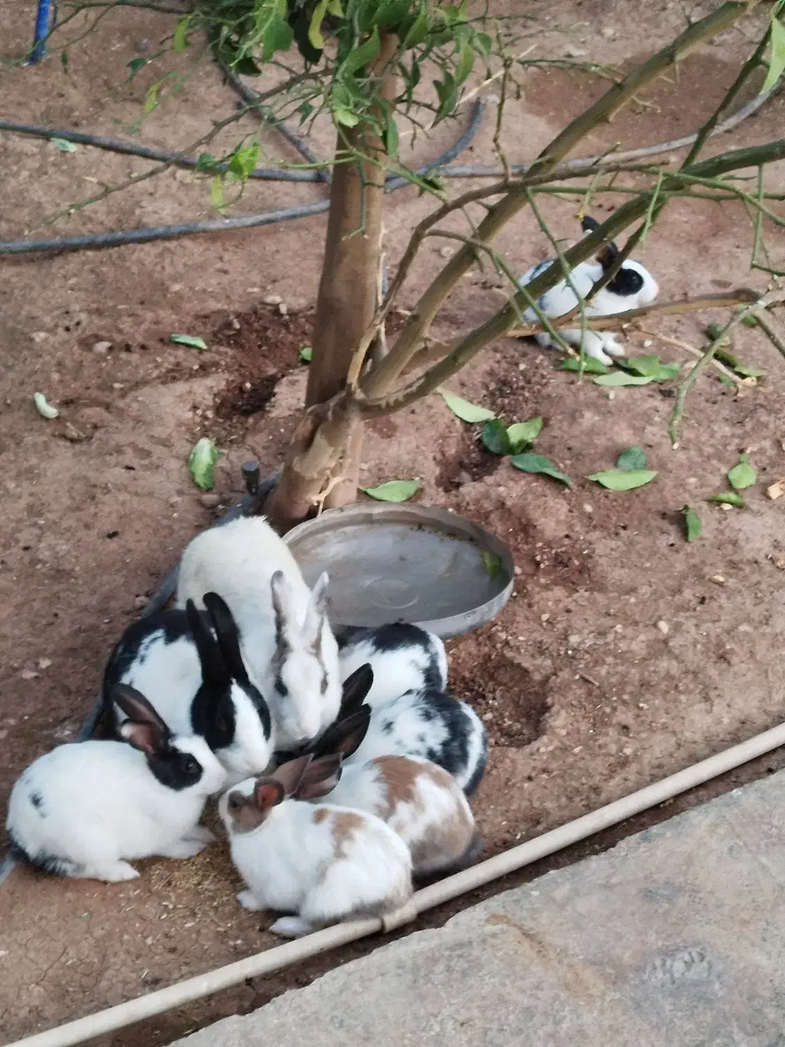 6عدد خرگوش بالغ|موش و خرگوش|سرپل ذهاب, |دیوار