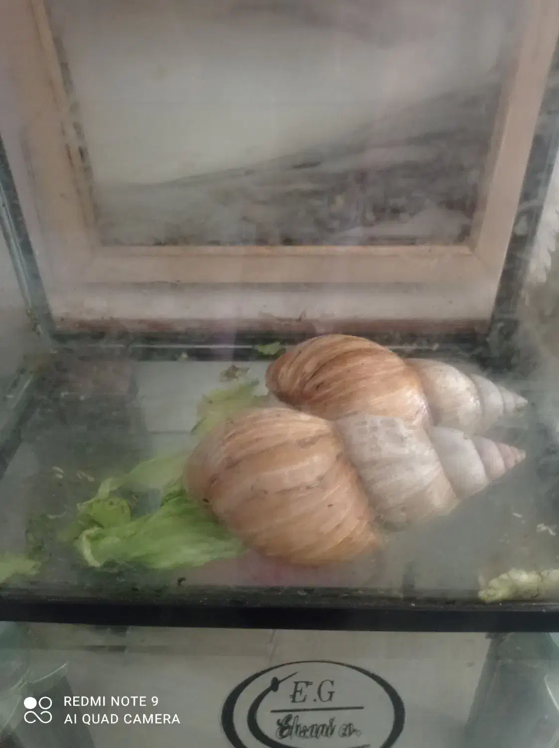 دو عد حلزون|خزنده|بندر کنگان, |دیوار