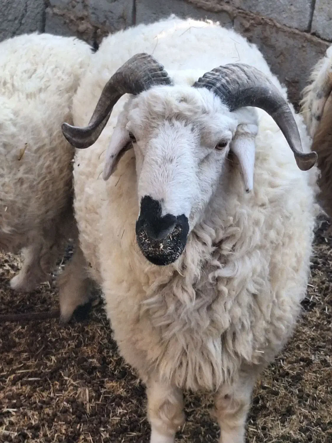 بره نر یا همون قوچک|حیوانات مزرعه|هیرمند, |دیوار