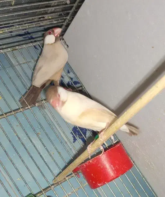 جفت فنچ شکلاتی مولد با ۲جوجه|پرنده|تهران, دروازه شمیران|دیوار