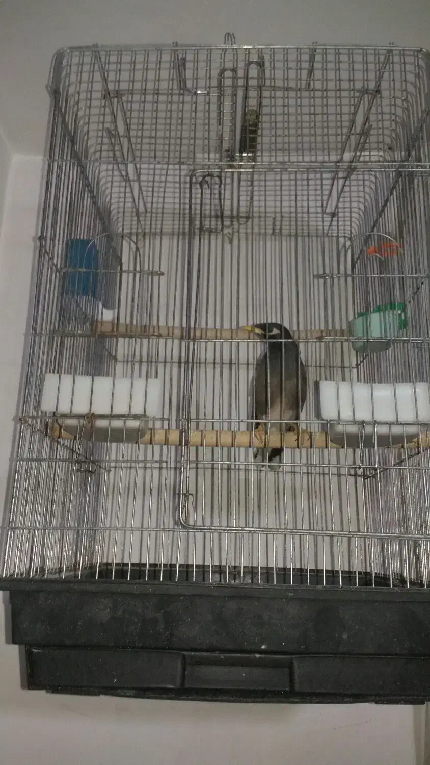 مرغ مینا فروشی|پرنده|رباط‌کریم, شترخوار|دیوار