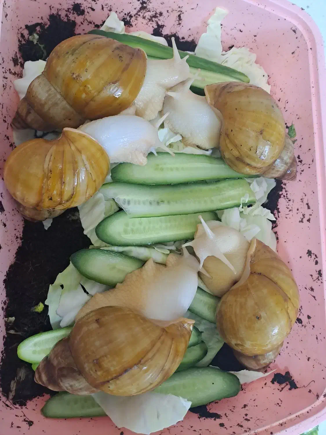 حلزون|خزنده|تهران, تختی|دیوار