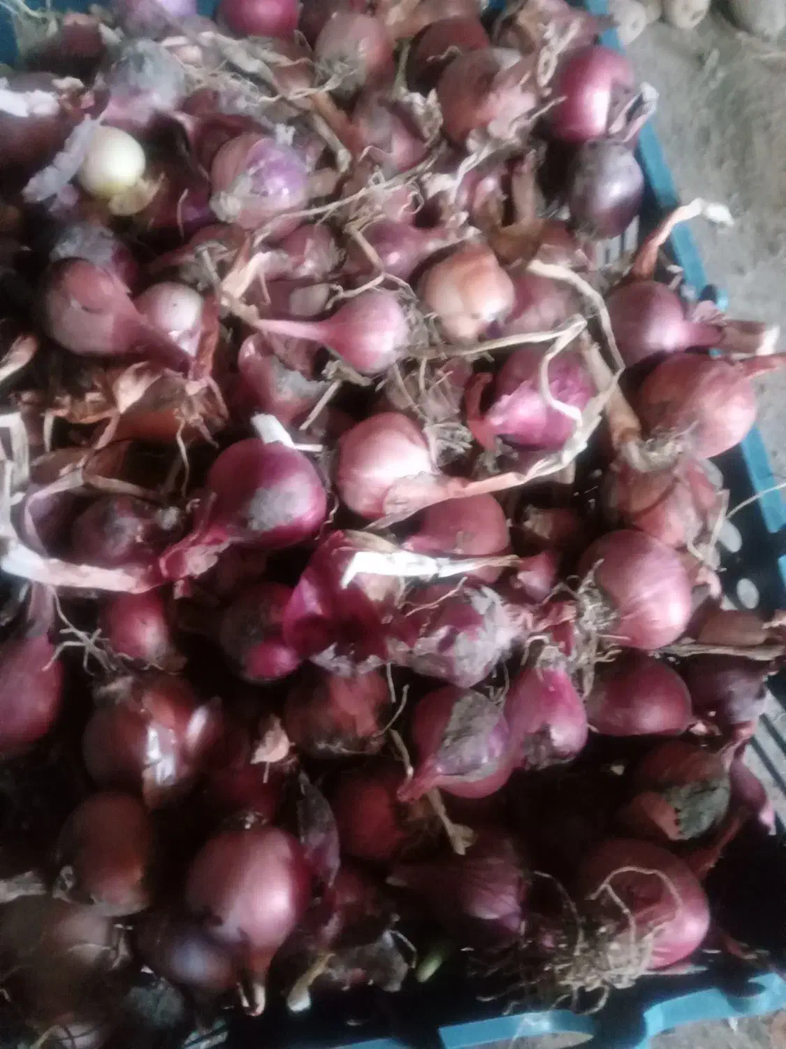 پیاز تازه امسال ۲۰ کیلو و پیاز ترشی و سیر محلی|خوردنی و آشامیدنی|خوی, |دیوار