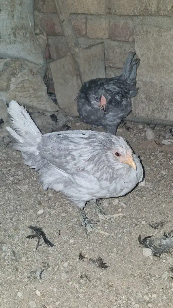 یک جفت نیمچه گلین طوسی|حیوانات مزرعه|وحیدیه, |دیوار