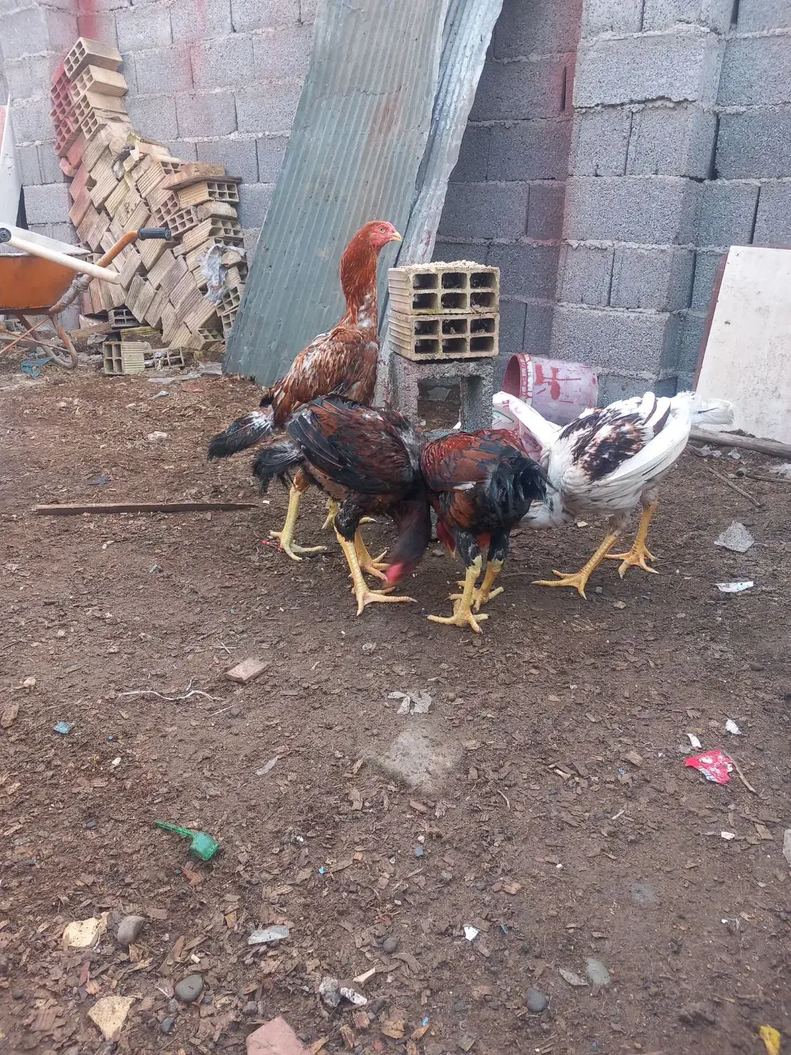 خروس لاری|حیوانات مزرعه|رشت, پیرکلاچای|دیوار