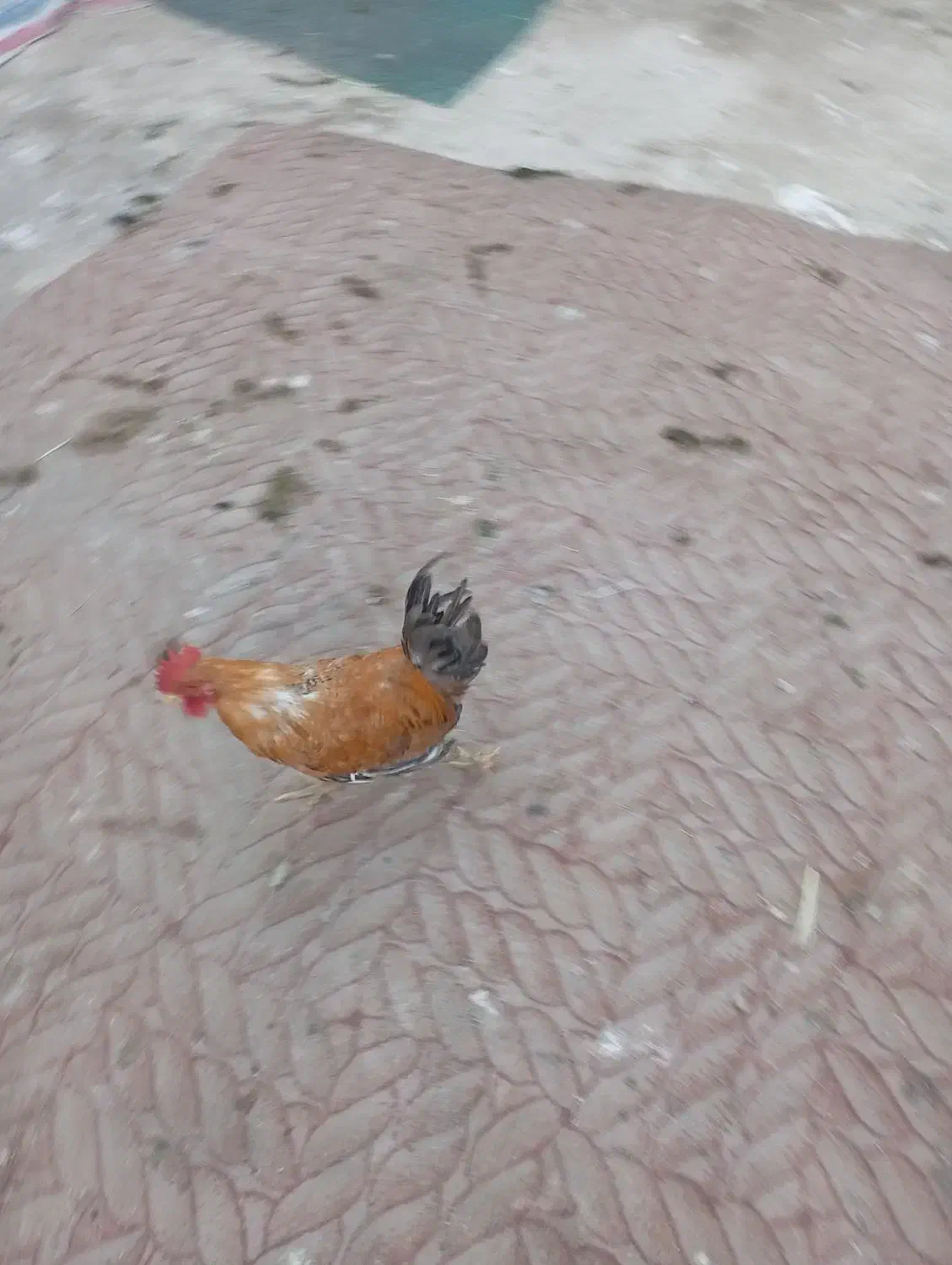 فروشغازوخروس|حیوانات مزرعه|بندر امام خمینی, |دیوار