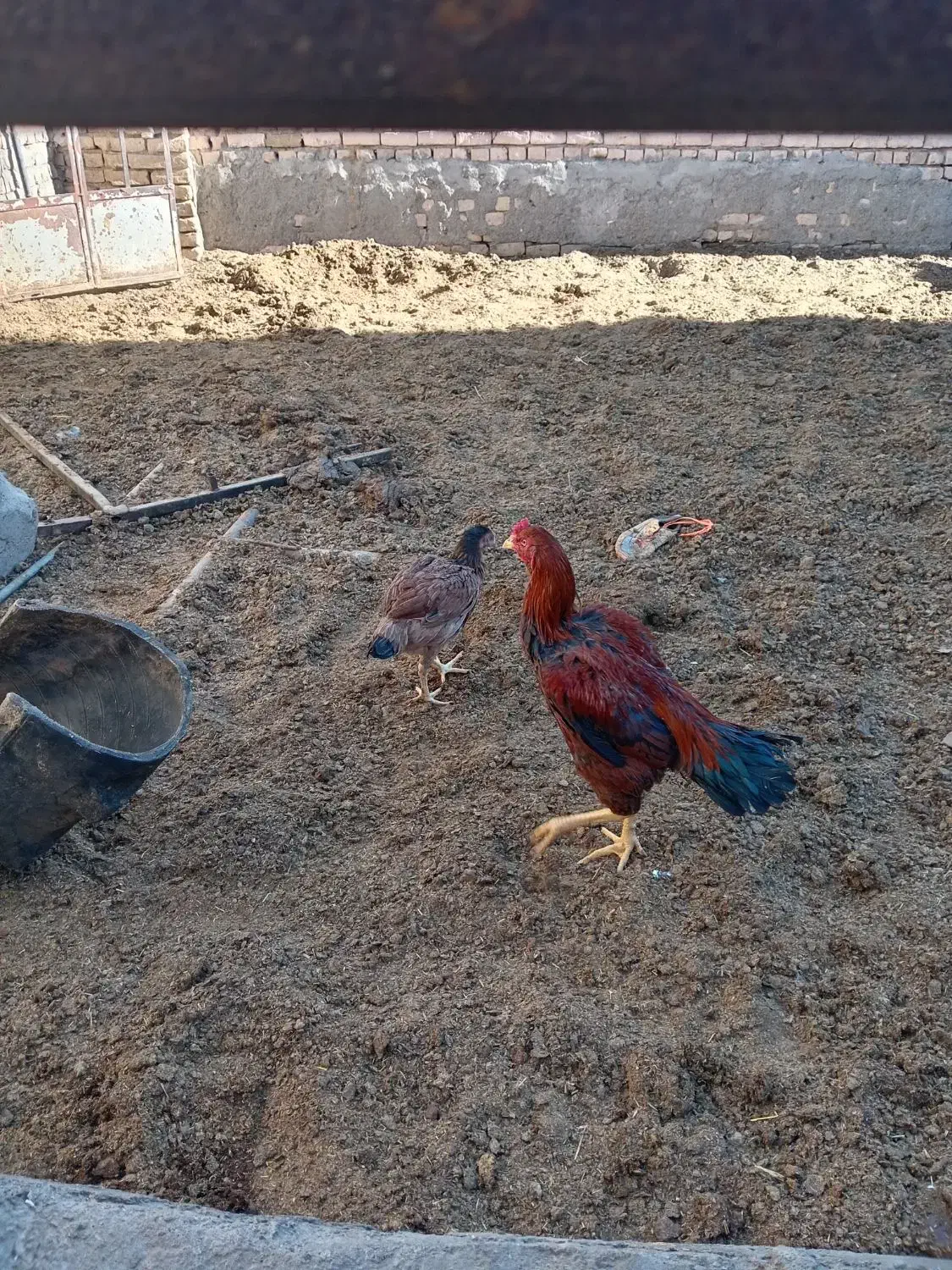 خروس لاری اصیل|حیوانات مزرعه|تربتحیدریه, میدان مرکزی|دیوار