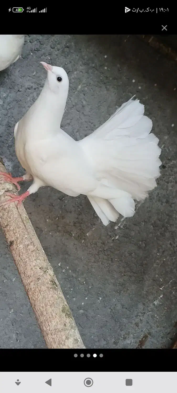 کفتر دوم چتری جفت یک ملیون|پرنده|رودان, |دیوار