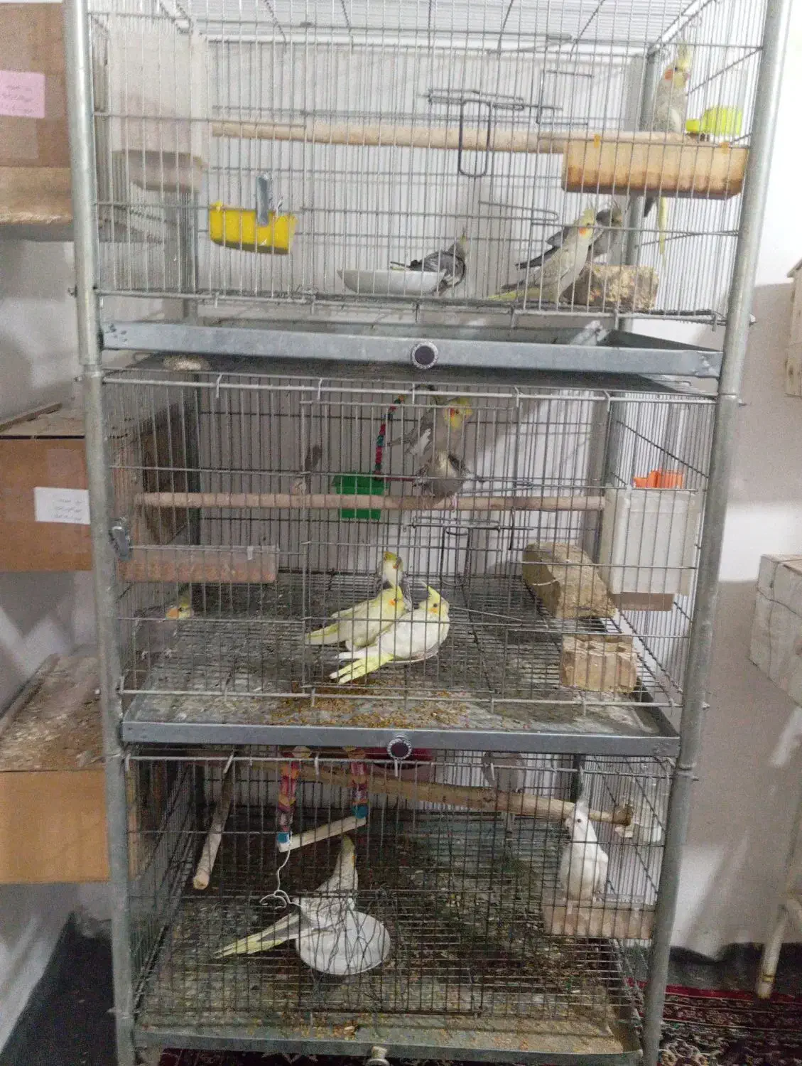 عروس هلندی های استثنایی|پرنده|مشهد, چهاربرج|دیوار