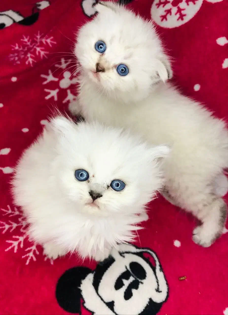 گربه اسکاتیش و بریتیش سیلور|گربه|شیراز, ارم|دیوار